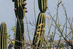 Cryptocarpus pyriformis