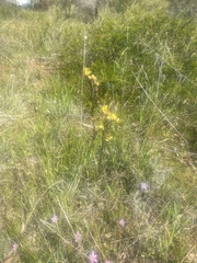 Diuris