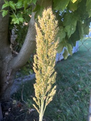 Sorghum