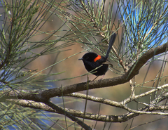 Malurus melanocephalus