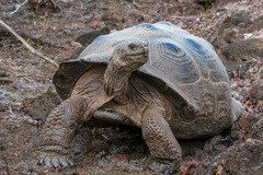 Chelonoidis niger