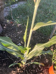 Sorghum