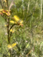 Diuris