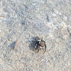 Maratus griseus