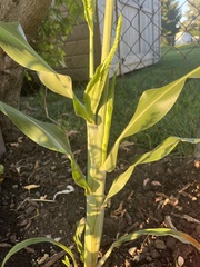 Sorghum