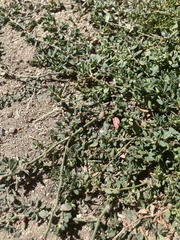 Polygonum aviculare depressum
