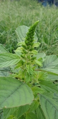Amaranthus