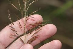 Capillipedium spicigerum