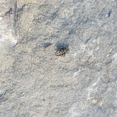 Maratus griseus