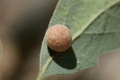 Cynipoidea