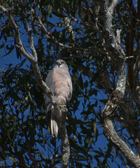 Accipiter fasciatus