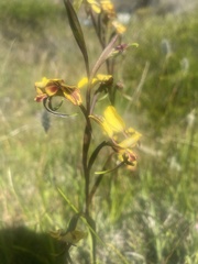 Diuris