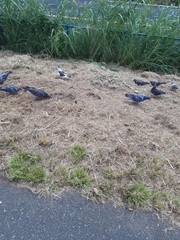Columba livia domestica