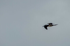 Sula nebouxii excisa