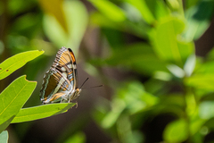 Adelpha californica