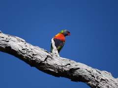 Trichoglossus moluccanus