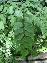 Adiantum macrophyllum