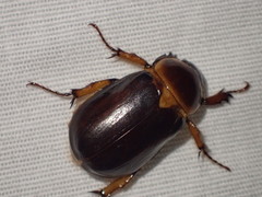 Ancognatha manca