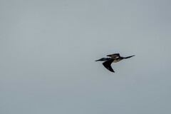 Sula nebouxii excisa