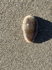Naria erosa
