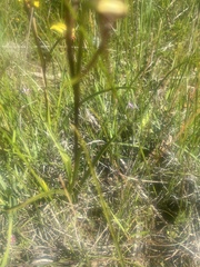 Diuris