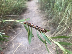 Hyles euphorbiae