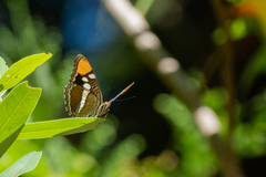 Adelpha californica