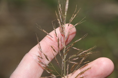 Capillipedium spicigerum