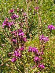 Vernonia gigantea