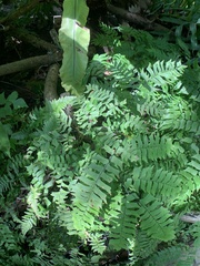 Adiantum macrophyllum