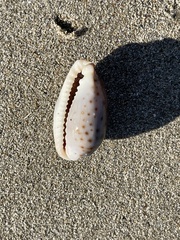 Naria erosa
