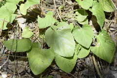Viola rupestris