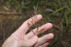 Capillipedium spicigerum