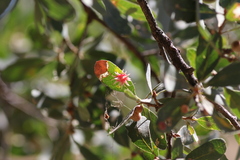 Cynips quercusechinus