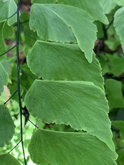 Adiantum macrophyllum