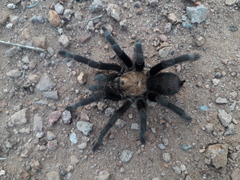 Theraphosinae
