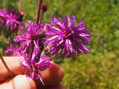 Vernonia gigantea