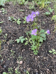 Oxalis violacea