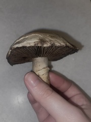 Agaricus bitorquis