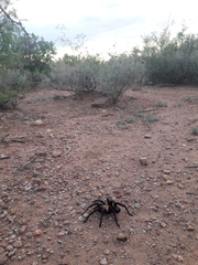 Theraphosinae