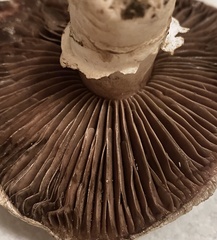 Agaricus bitorquis
