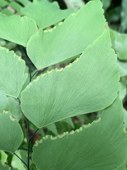 Adiantum macrophyllum
