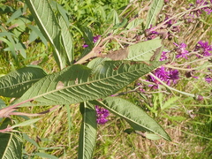 Vernonia gigantea