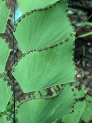 Adiantum macrophyllum