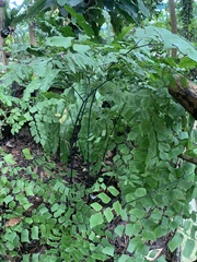Adiantum macrophyllum
