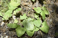 Viola rupestris