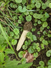 Phallus hadriani
