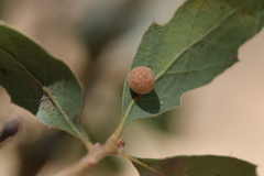 Cynipoidea