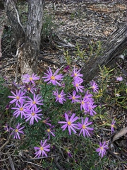 Olearia magniflora