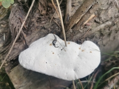 Trametes suaveolens